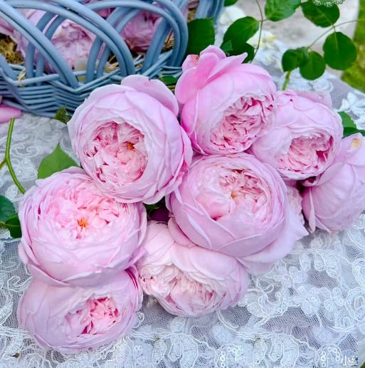 Garden Roses