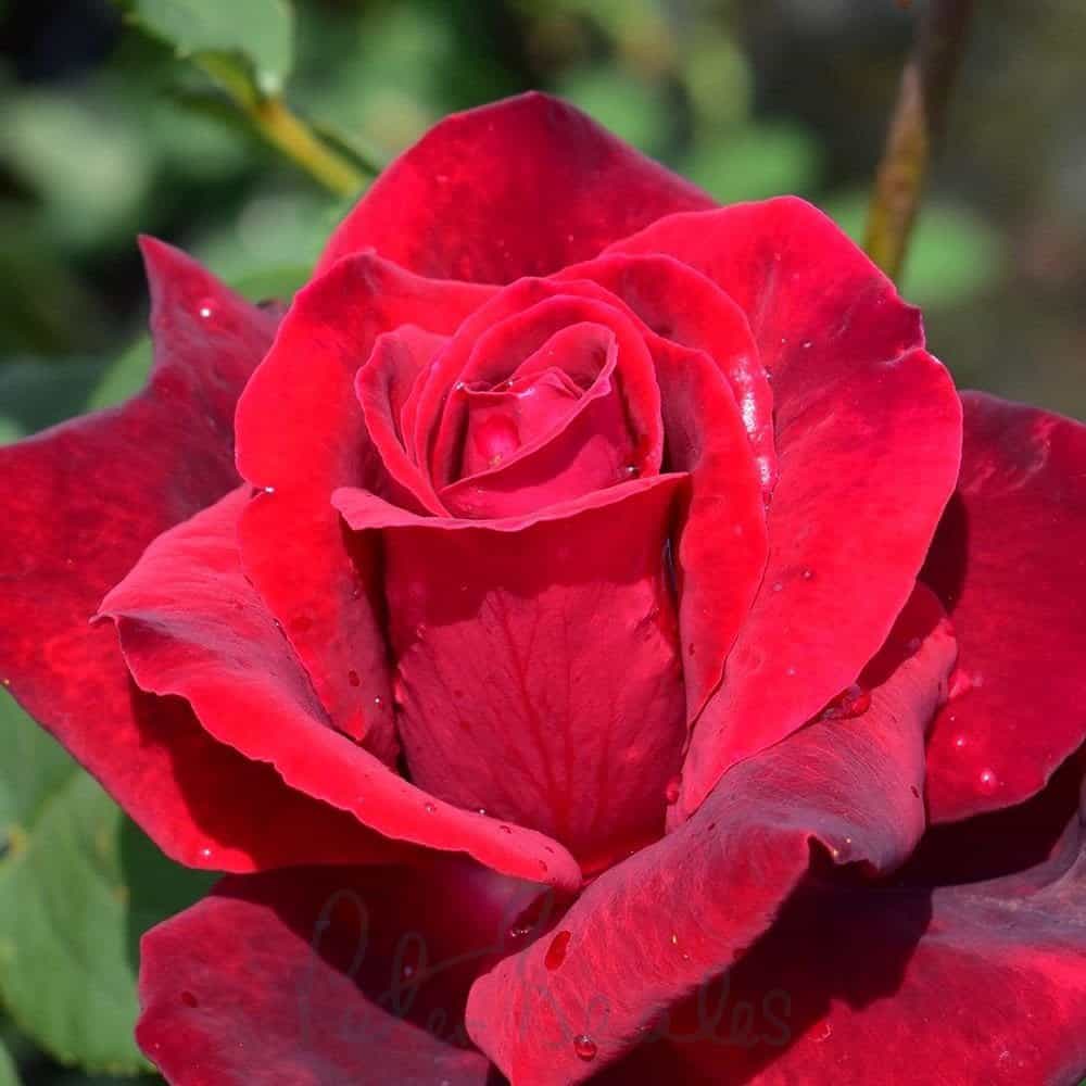 Hybrid Tea Roses