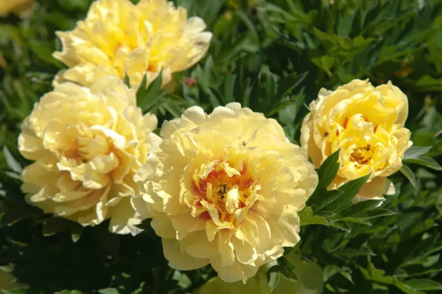 Itoh Peonies