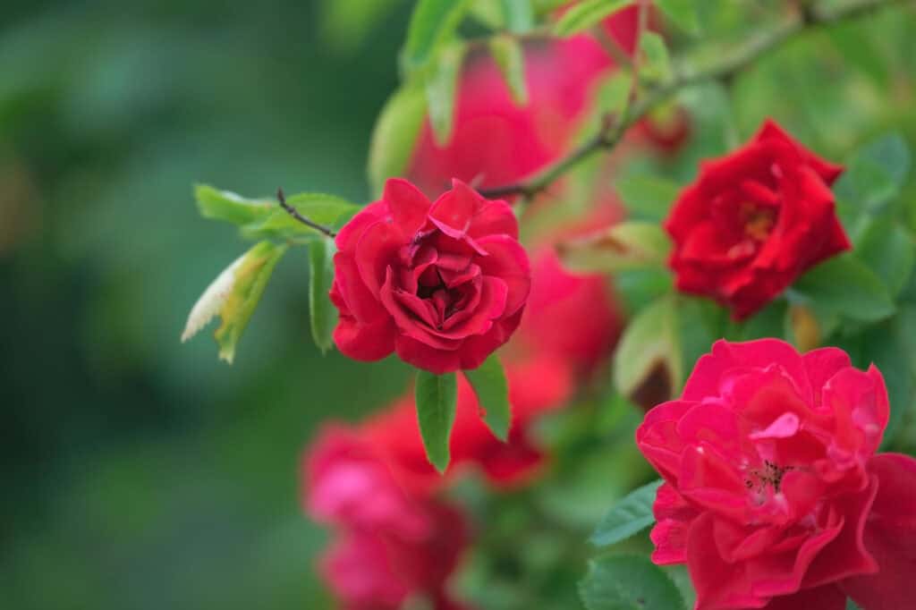 Wild Roses