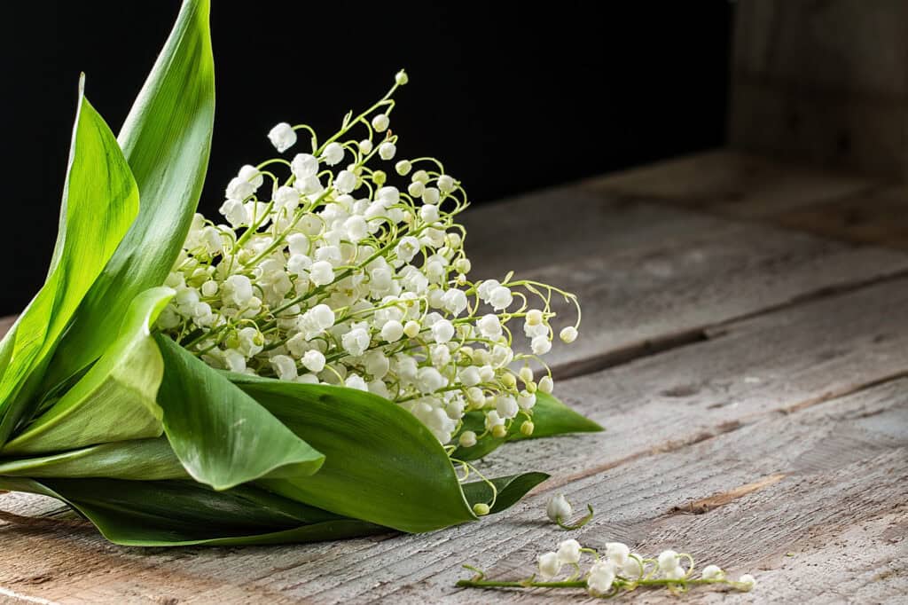 Lily of the Valley The Little Flower with a Big Love Story