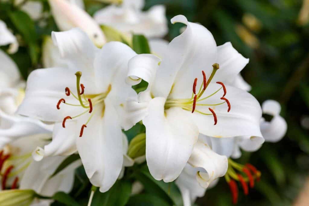 Oriental Lilies