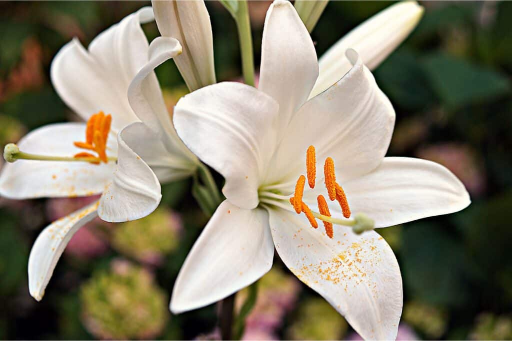 White Lilies