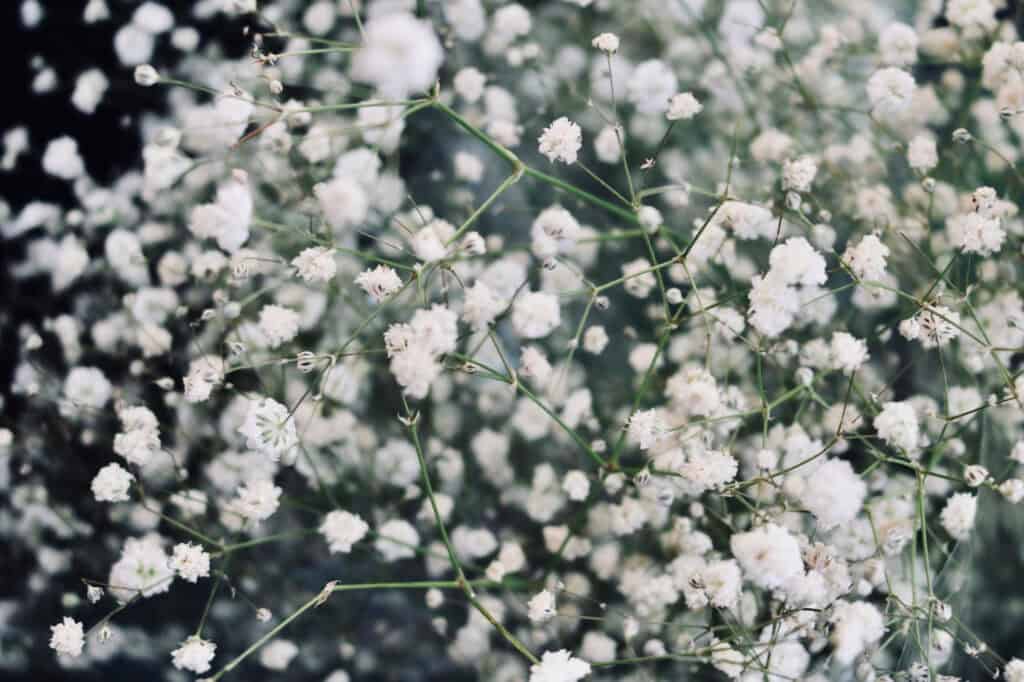 White baby’s breath flowers with soft and delicate blooms