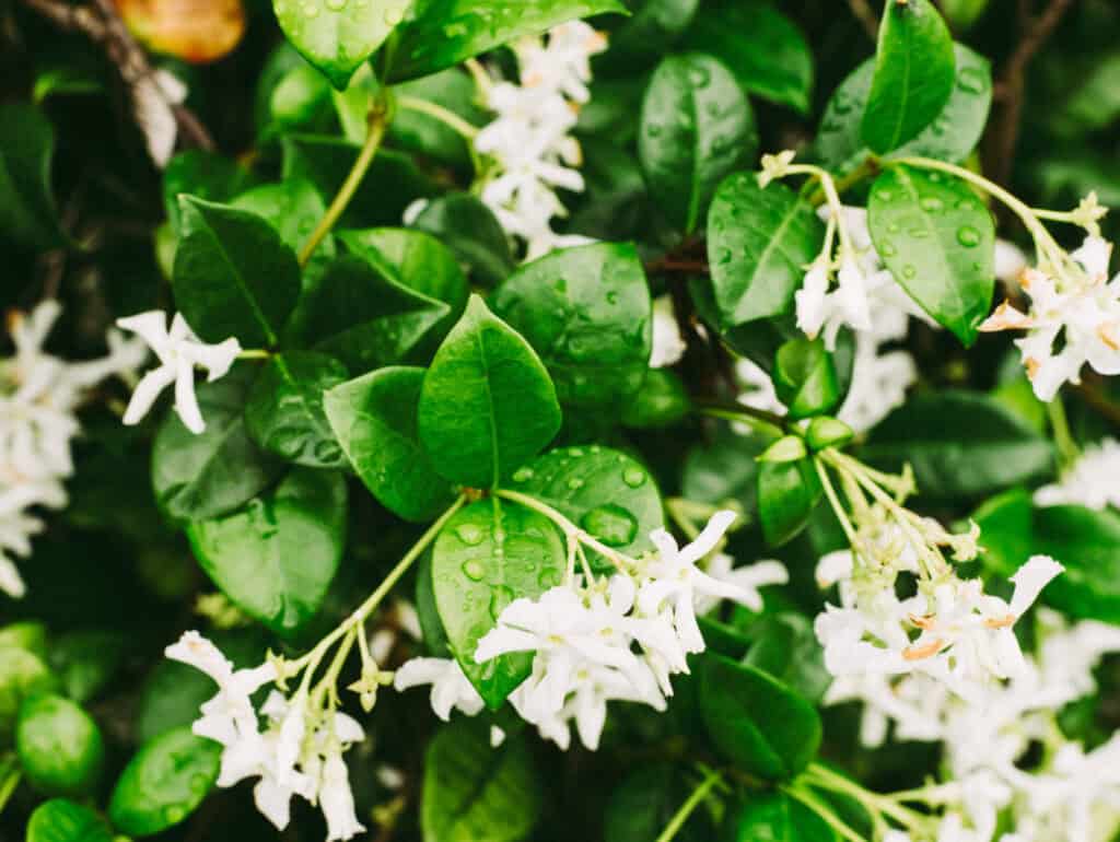 Fragrant star jasmine with twisted petals