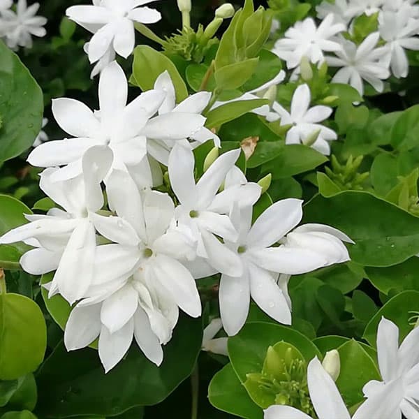 White royal jasmine blossoms